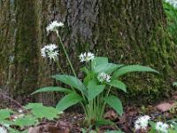 Blüten vor bemoostem Baumstamm